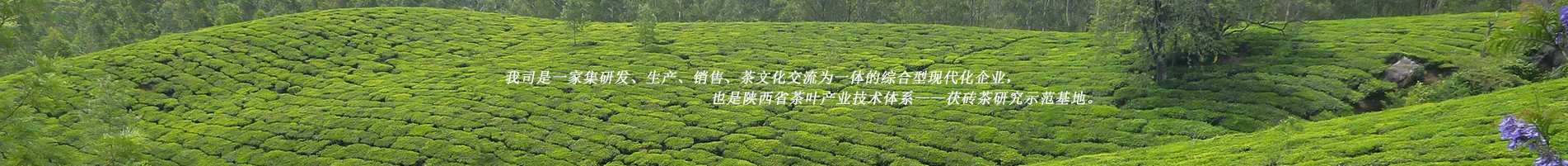 陜西涇陽涇水緣茯茶有限公司