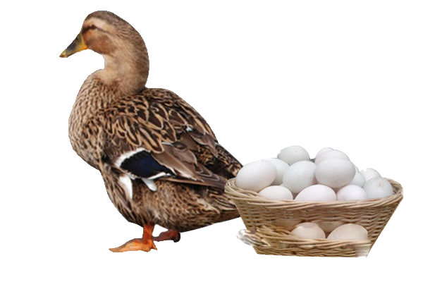 蛋鸭系列配合饲料
