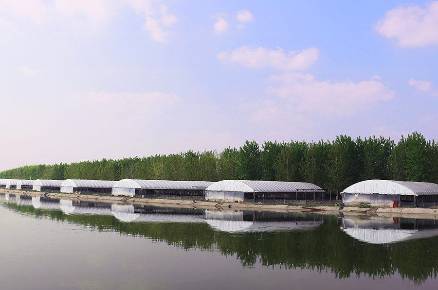 隆興湖種鴨養殖示范基地